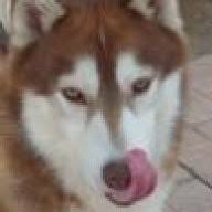 Αποκτήστε ένα μοναδικό σκύλο συντροφιάς, alaskan malamute! 8etika Kai Arnhtika Alaskan Malamute Dogforum