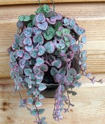 Bring your kleenex, you may shed a tear or two. Pin On Houseplants