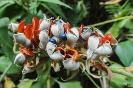 Image result for Rhynchosia hirta