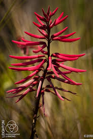 Image result for Commelina albescens