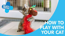 What do cats love the most?