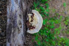 Image result for Ganoderma curtisii