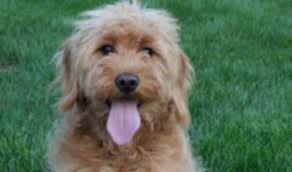 Check spelling or type a new query. Breeders Colorado Usa