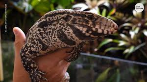 Black And White Lizard In Georgia Georgia Officials Trying To Stop Large Invasive Lizard That Eats Anything They Want In 2020 Tegu Lizard Lizard Tegu