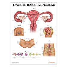 Image result for female sex organ
