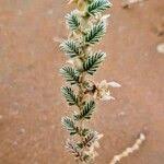 Image result for Tribulus zeyheri