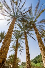 Interested in working at al gharbia pipe company llc, please contact recruitment@algharbiapipe.com. Palms Of Western Region Al Gharbia In Abu Dhabi Uae Stock Photo Picture And Royalty Free Image Image 93234485