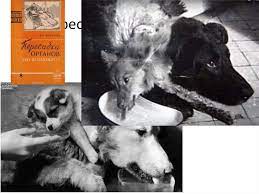 transplantologiya sozdaem novogo cheloveka online presentation