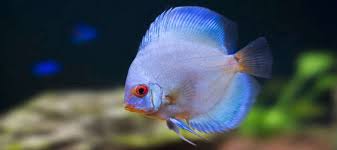 The amazon and its tributaries contain water described as either white, clear or black. Blue Diamond Discus Symphysodon Spp Species Profile Aquariumdomain Com
