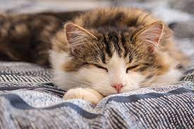 Ask a professional cat vet anytime. My Cat Sleeps Constantly When Should I Worry Memphis Emergency Vet