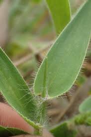 Image result for Pseudechinolaena