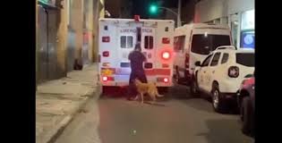 'Dogs are gift from God for sure': Pet pooch chases ambulance taking sick  owner to hospital, video goes viral | Today News