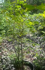 Image result for Searsia monticola