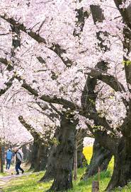 Spring in Japan: Cherry Blossom Forecast 2023 | Travel Japan（Japan National  Tourism Organization）