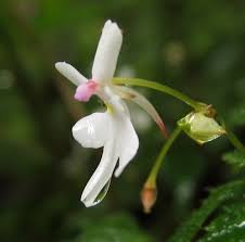 Image result for Impatiens bequaertii