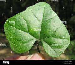 Image result for Kedrostis nana