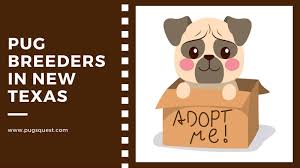 Maybe you would like to learn more about one of these? Pugs For Sale In Texas List Of Tx Pug Breeders