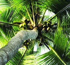 Vựa dừa ta giá sỉ uy tín tại TPHCM