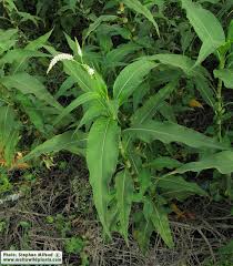 Image result for Persicaria senegalensis