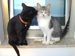 Cats will groom each other in a gesture of affection or protection. Why Does My Cat Always Lick Me