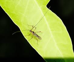 Image result for Hetaeria tetraptera