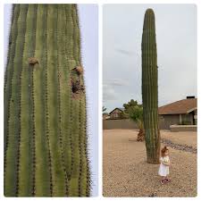 Only a select few are shade varieties. Our Saguaro Cactus Just Sprouted It S First Arms Which Happens When The Cactus Is About 50 Years Old My 2 Year Old Daughter Got In The Picture For Scale R Mildlyinteresting