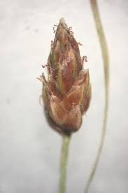 Image result for Fimbristylis aphylla