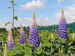 Vielmehr hat die heimische hülsenfrucht das potenzial zur pflanze der zukunft: Lupine Persian Slipper Schonste Stauden Expertenwissen