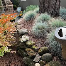 Image result for Festuca