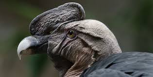 Fascinating Facts About Colombia S Favorite Birds And Animals Animal Cartoon Video Animals Funny Animal Videos