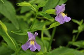 Image result for Mimulus