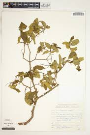 Image result for Combretum pisoniiflorum