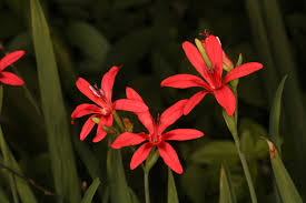 Image result for Freesia grandiflora