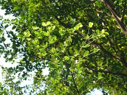 Image result for Terminalia neotaliala
