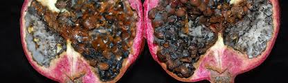 Alternaria Fruit Rot (Black Heart) / Pomegranate / Agriculture: Pest  Management Guidelines / UC Statewide IPM Program (UC IPM)