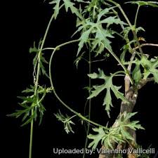 Image result for Cissus trothae