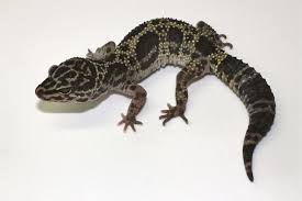 Melanistic Leopard Gecko