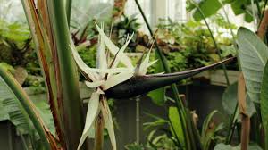 Image result for Strelitzia alba