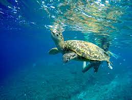 File Sea Turtle Breath Underwater 20910998842 Jpg Wikimedia Commons