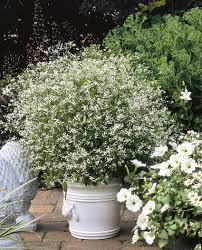 Zauberschnee Fur Balkon Und Terrasse Terrasse Bepflanzen Terrasse Pflanzen Balkon Pflanzen