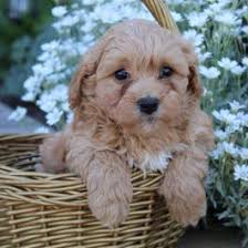 See full list on mydogsinfo.com Cavapoo Dog Price