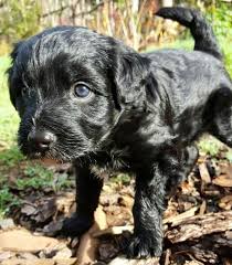 Check spelling or type a new query. Miniature Bordoodle Puppy For Sale In Gaston Oregon Classified Americanlisted Com
