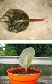 Maybe you would like to learn more about one of these? African Violet Saintpaulia Guide Our House Plants