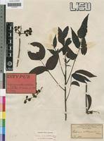 Image result for Lannea antiscorbutica