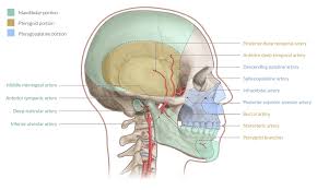 Most of the cerebral hemisphere, the eye and its appendages, the forehead, as. Overview Of The Head And Neck Region Amboss