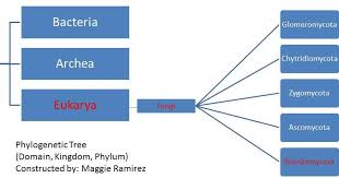Lepiota Josserandii Classification Maggie Ramirez