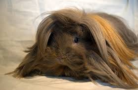 Výsledek obrázku pro morče