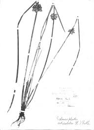 Image result for Schoenoplectiella