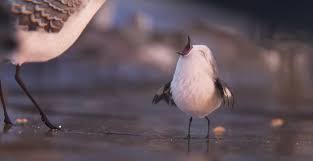 Stupid Bird From Finding Dory Pixar Short Piper Jpg 1405 725 Pixar Shorts Piper Pixar Disney Pixar