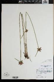 Image result for Schoenoplectiella juncea